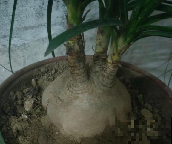 不是所有花都喜水，这3种是例外，渴着就好！