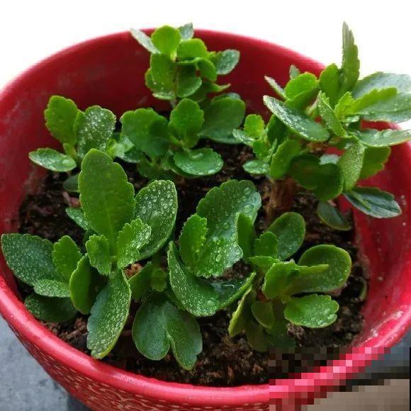 特欠剪的花,越剪越好看,花开不断! 特欠剪的花,越剪越好看,花开不断!