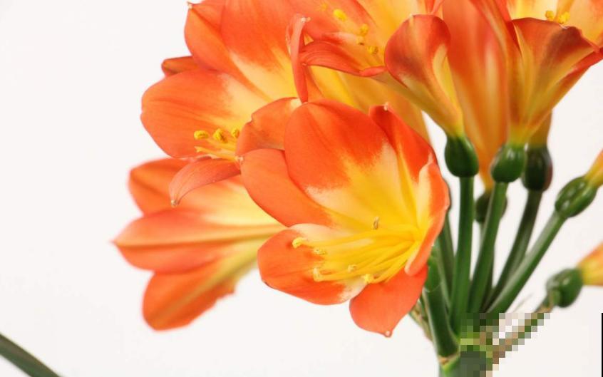 买君子兰水太深，掌握这些标准，一眼判断品质好坏！