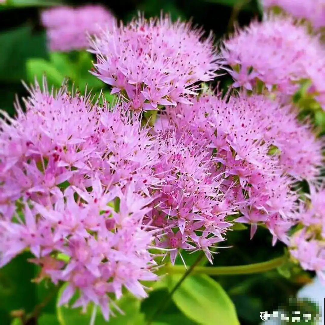 白菜在家养了8年,养成了老桩,长得可旺盛! 白菜在家养了8年,养成了老桩,长得可旺盛!