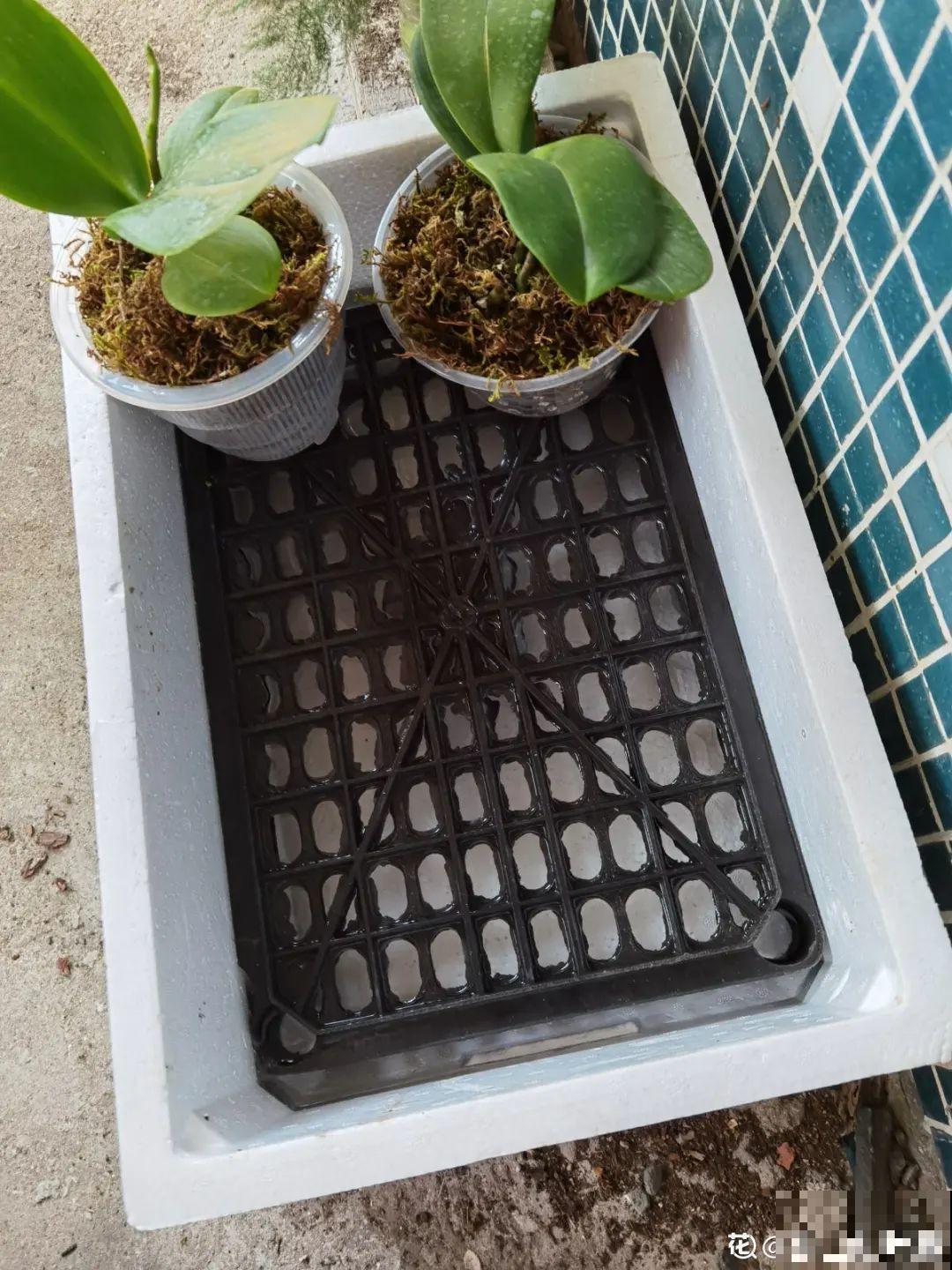 垃圾桶也能养花，扦插种菜样样行，省了不少买盆钱