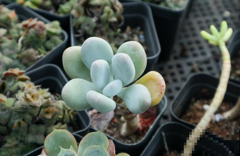 这3种花爱猫人士要注意，坚决不能养，养了猫咪就遭罪！