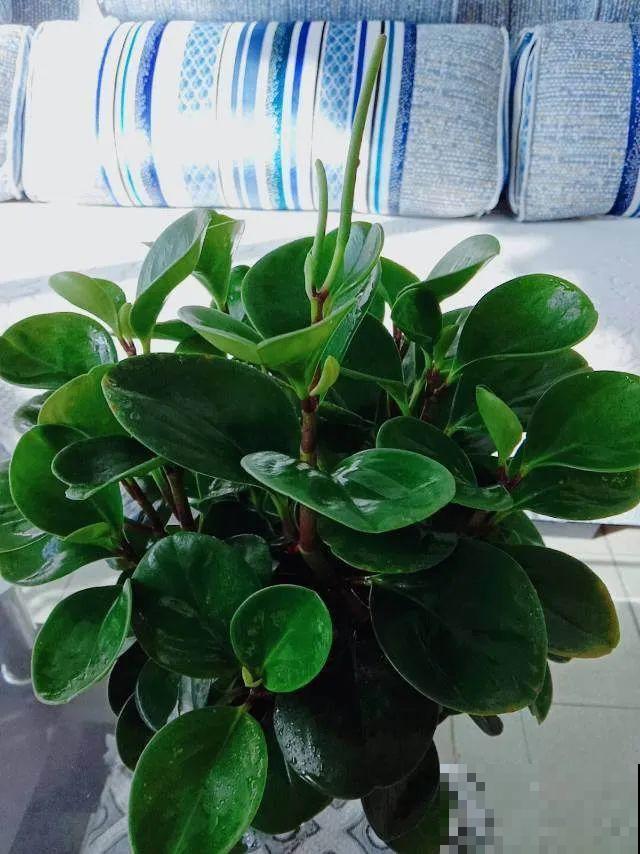 冬天就养耐阴花，没光也能开爆盆，扔角落自己疯长！