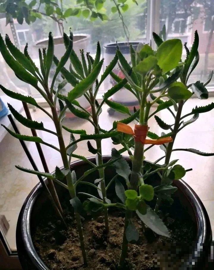 2种花组合起来养护，开花更多，满盆都是花