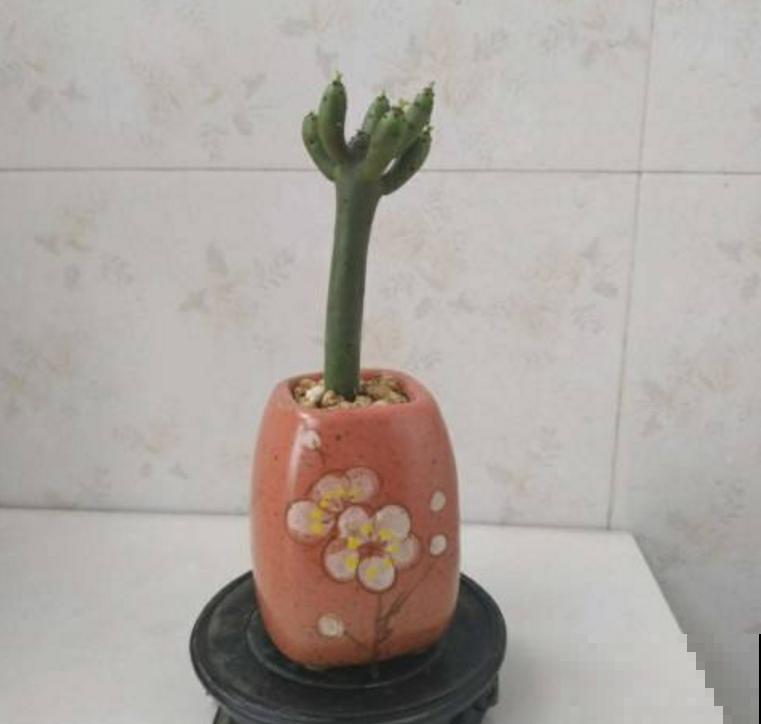 光棍树不好惹，白色液体碰不得，要小心！