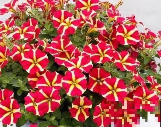 家里养盆矮牵牛，狠心掐一掐，开花更易爆盆