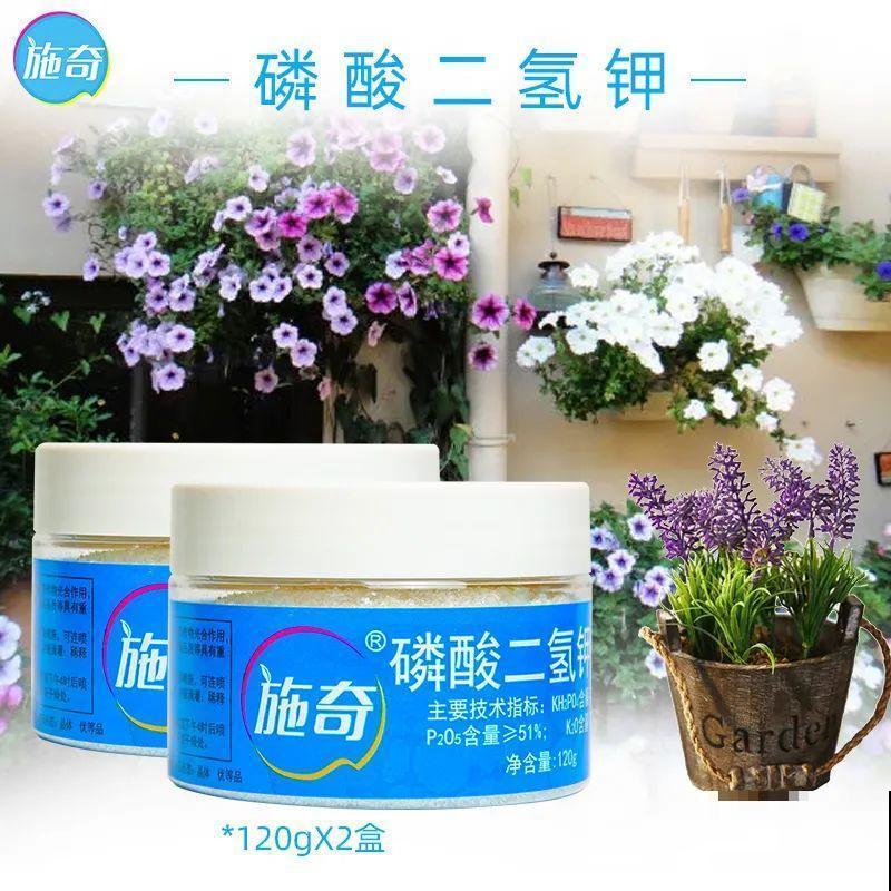 长寿花枝叶茂盛，就是不长花苞，到底怎么回事？