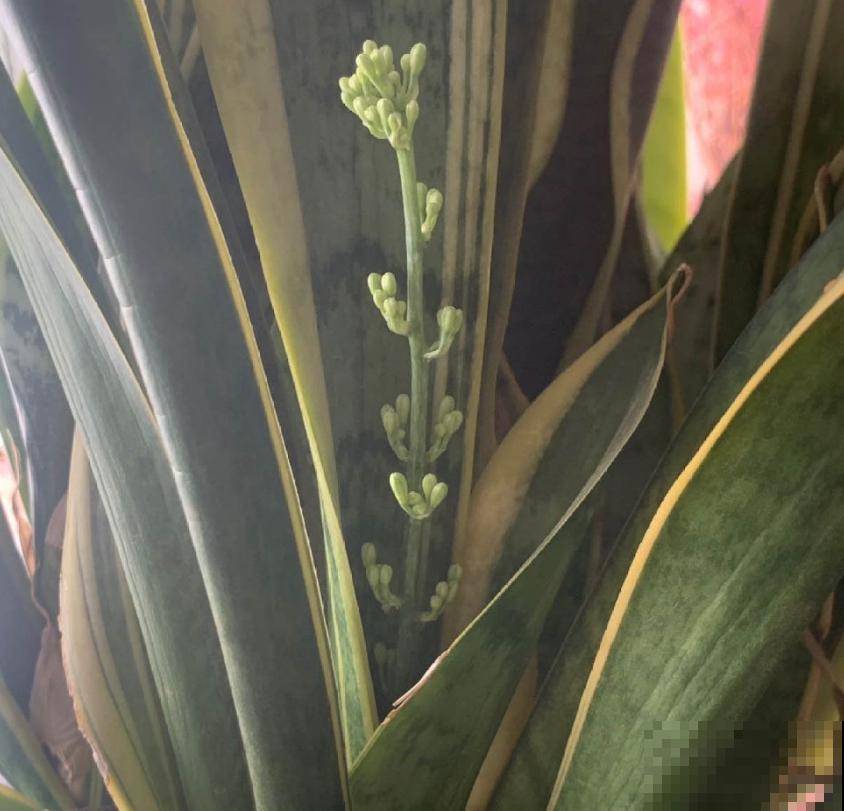 虎皮兰开花很简单，把根养好叶养肥，很快就开花！