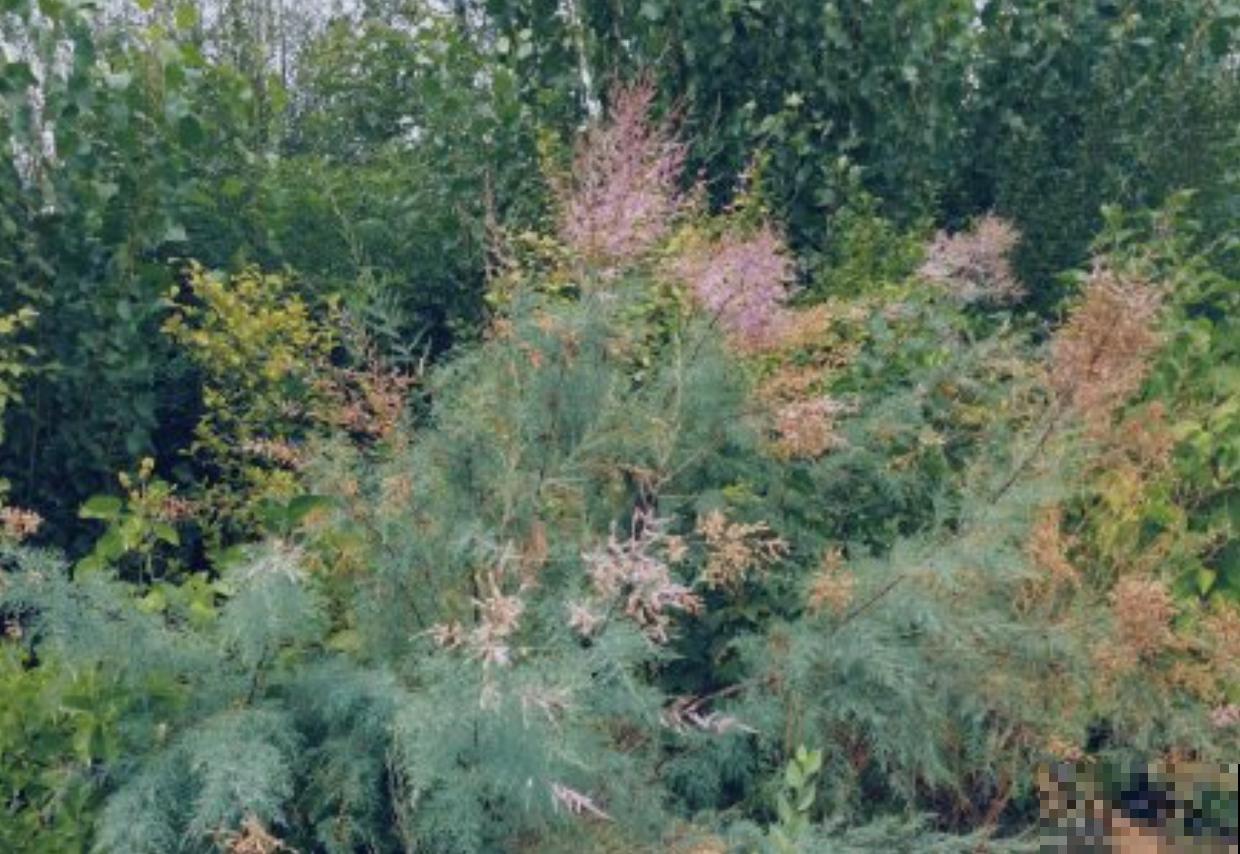 有种伟大叫红柳,生命力极强,一辈子与风沙作斗争! 有种伟大叫红柳,生命力极强,一辈子与风沙作斗争!