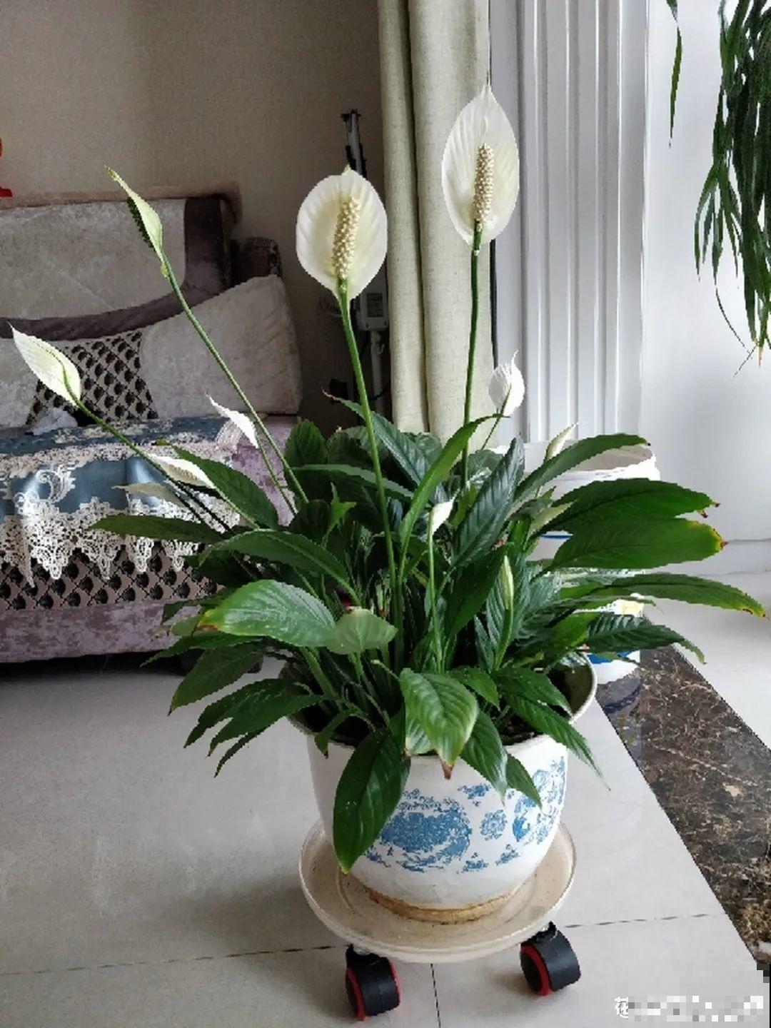 家里养盆它,变成绿色小森林,净化空气变氧吧! 家里养盆它,变成绿色小森林,净化空气变氧吧!