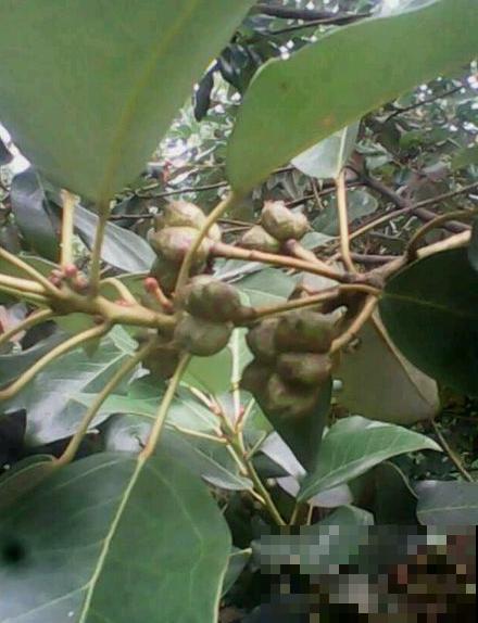 院里种棵红花荷，花大如盏，红彤彤的特喜庆！