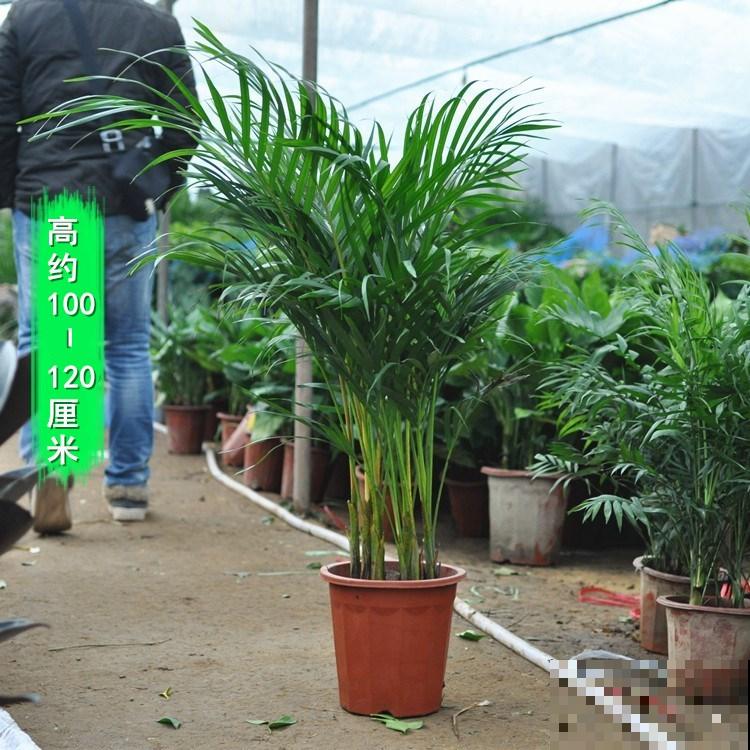 散尾葵被称作天然加湿器，冬天室内必备，增湿除尘效果好