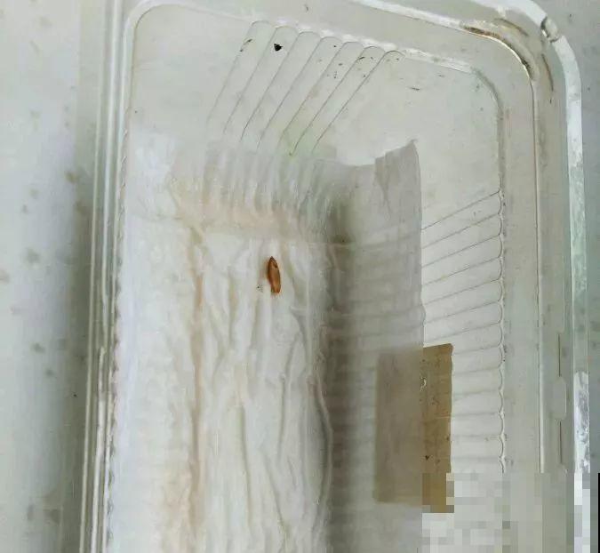 种球一直不开花,扔塑料袋里捂一捂,一周就发芽 种球一直不开花,扔塑料袋里捂一捂,一周就发芽