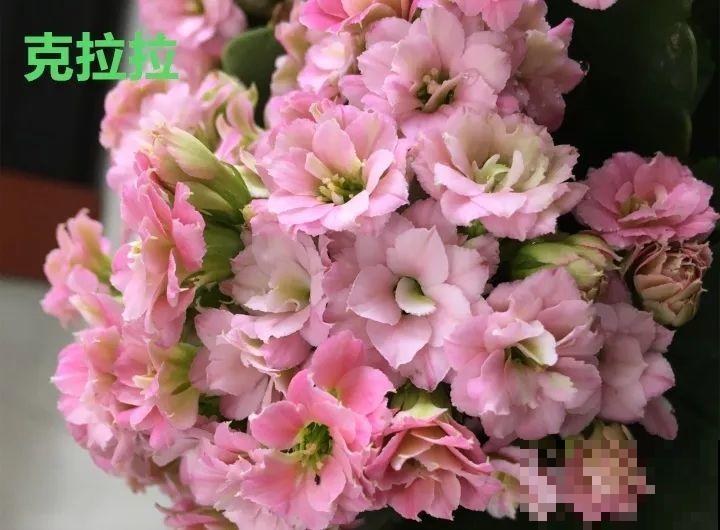 这种花品种多,花型好,养了你就爱上了! 这种花品种多,花型好,养了你就爱上了!