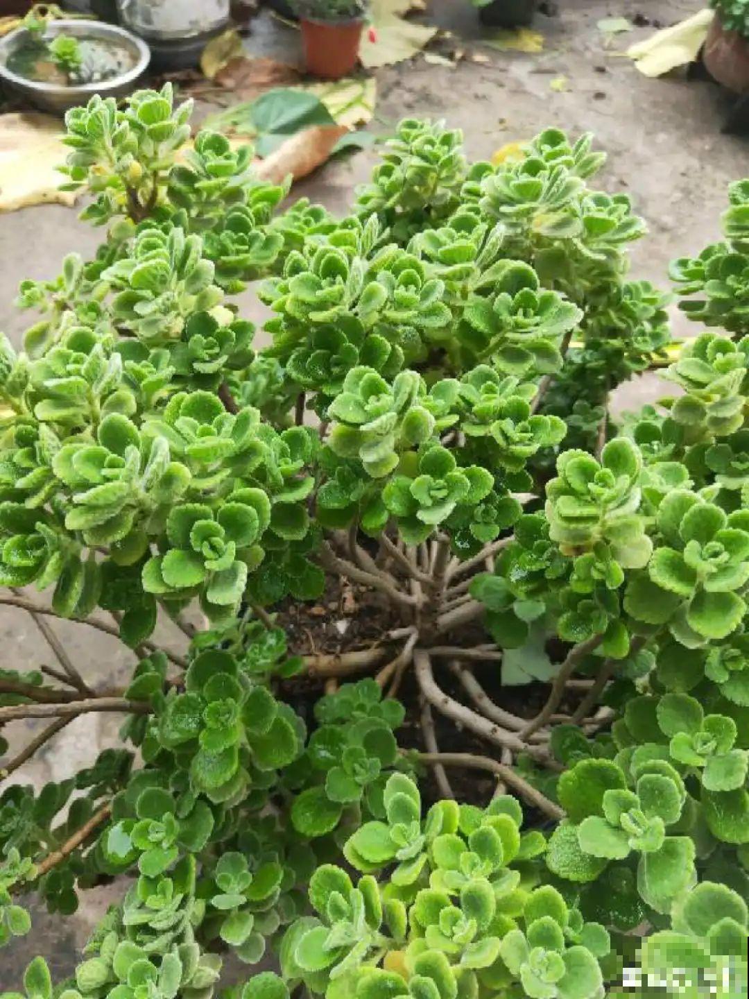 最大的长寿老桩,7年时间,养成盆景! 最大的长寿老桩,7年时间,养成盆景!