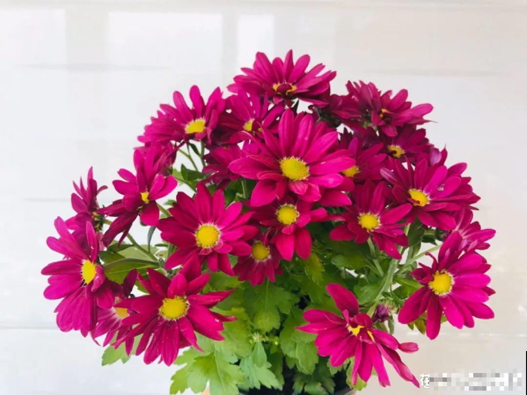 秋天特难养的花，养不活难受，还惹一肚子气！