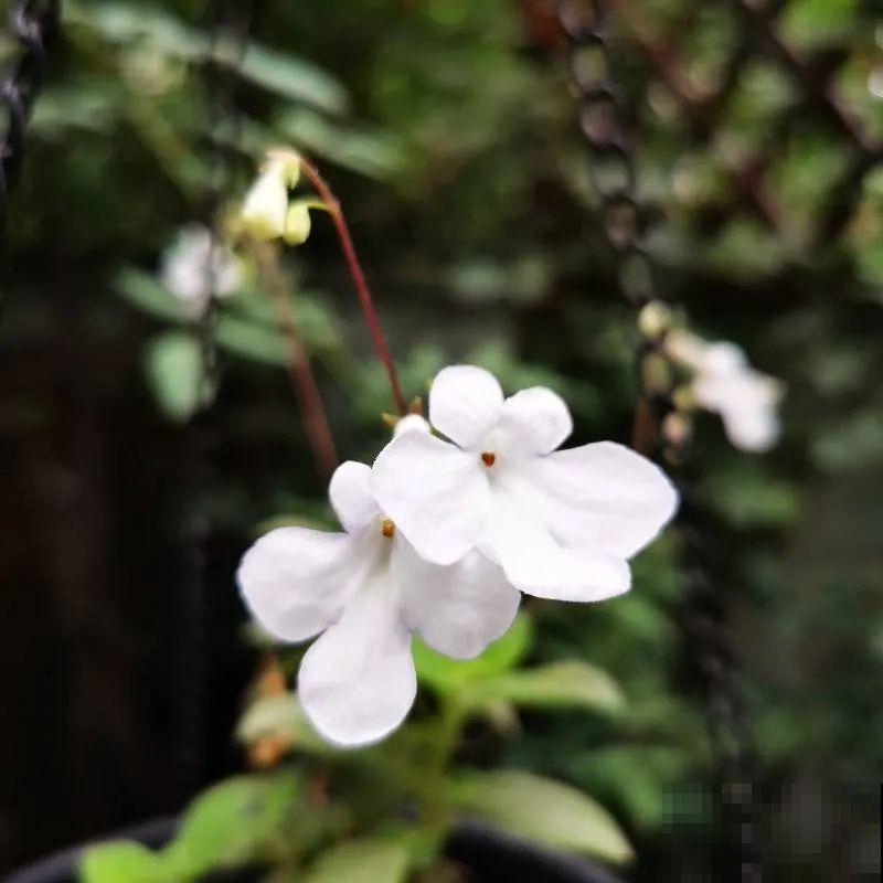 想省心就养这些花,没有病虫害,就爱开花! 想省心就养这些花,没有病虫害,就爱开花!