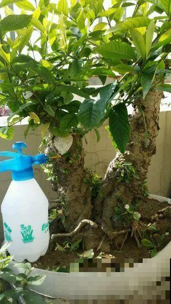 50年的桂花树,卖了5万块钱,大家觉得值吗? 50年的桂花树,卖了5万块钱,大家觉得值吗?