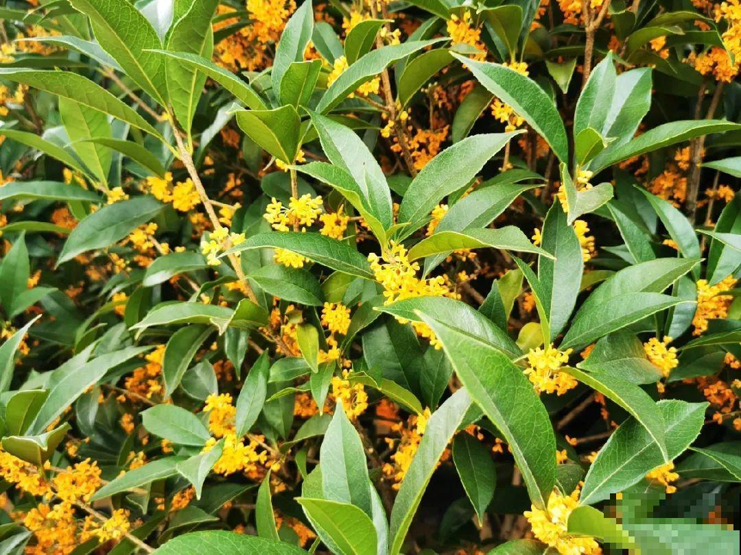 逛花市必买的花，十月入手刚刚好，不买亏大了！