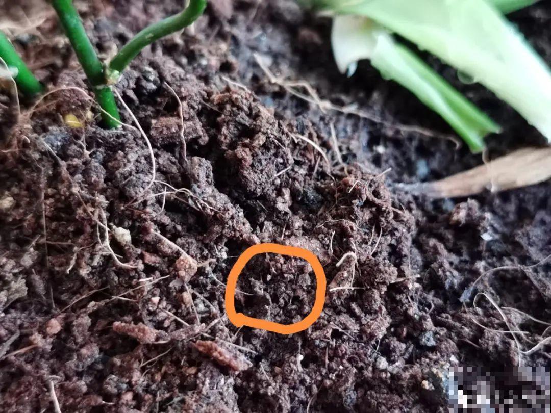 杀虫的好时机到了,虫卵一窝端,来年再也不生虫! 杀虫的好时机到了,虫卵一窝端,来年再也不生虫!