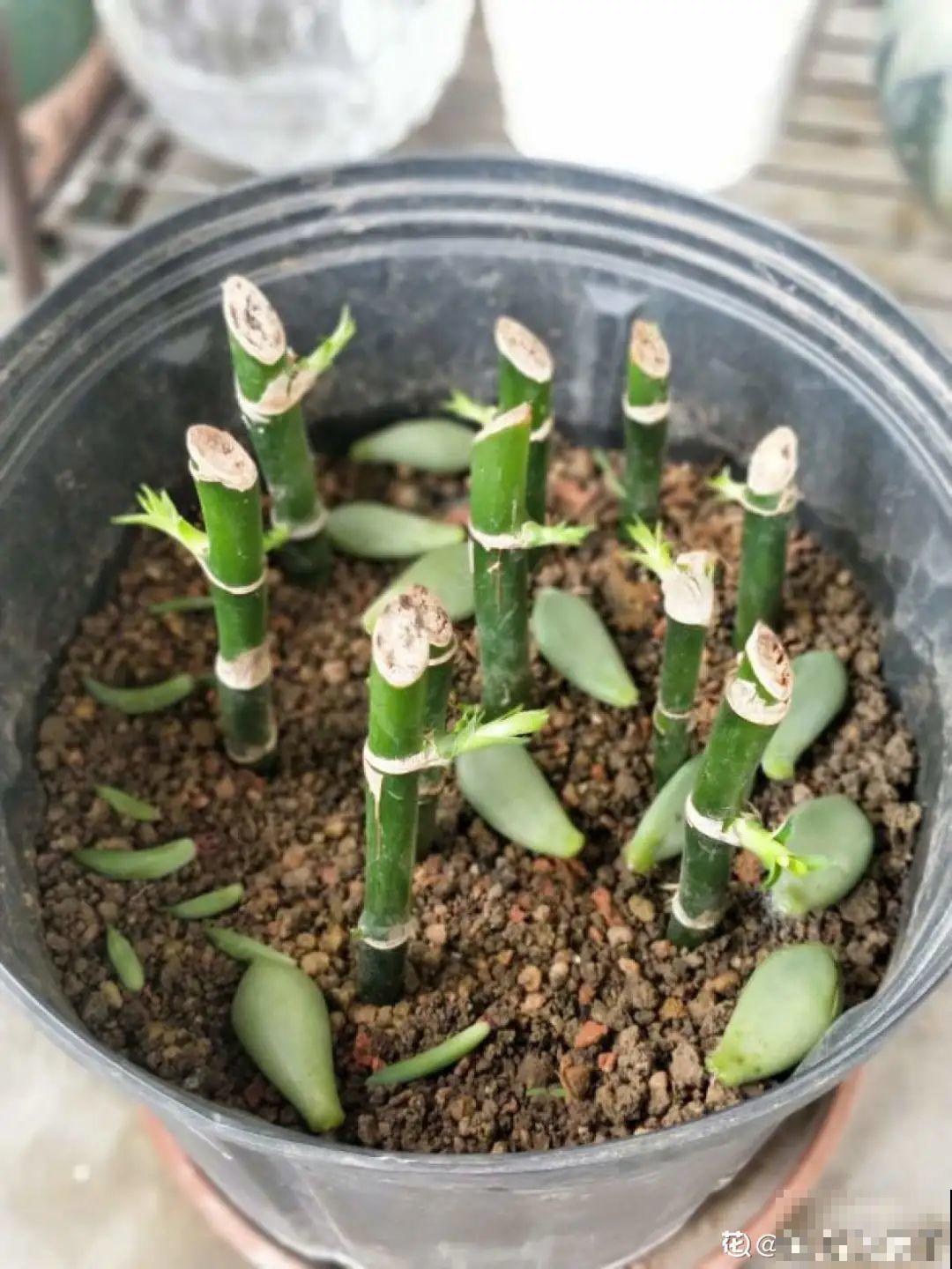 这花10块钱买一大把，丢水里冒出萝卜根，太好养！