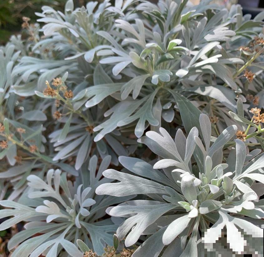 芙蓉菊这样养，花繁叶茂，蚊虫绕路走！