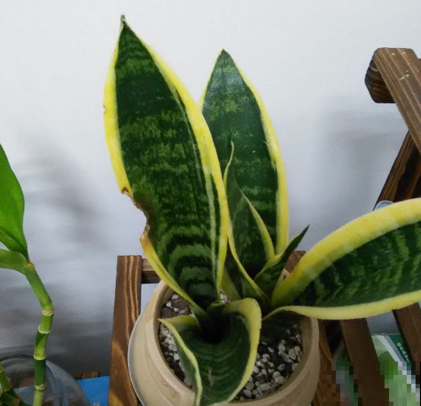 虎尾兰冬天很脆弱，肥水都少用，用多了就犯病！