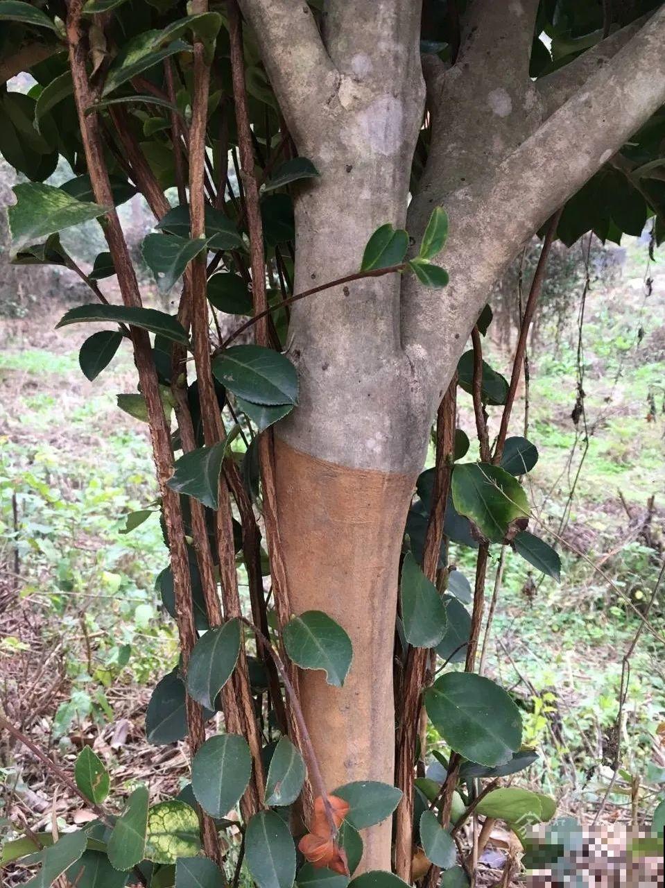 50年的桂花树,卖了5万块钱,大家觉得值吗? 50年的桂花树,卖了5万块钱,大家觉得值吗?