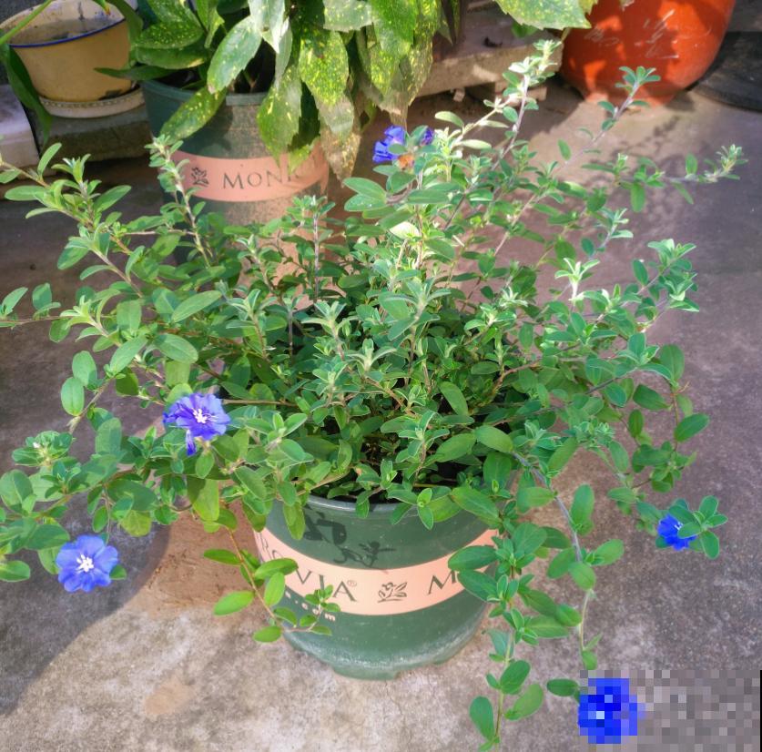 特励志的蓝星花，花朵只开一天，花期是一年！