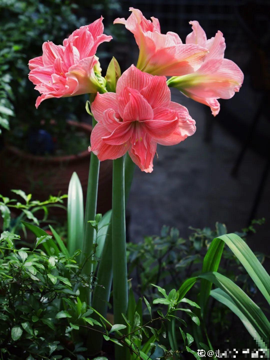 再穷也要养长寿花，寓意好、开花美，养人又养家！