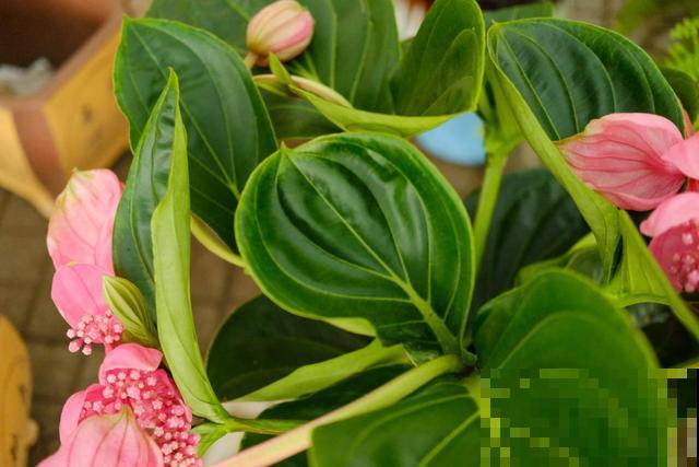 花中贵妇宝莲灯,娇气不好养,但是气质特高雅 花中贵妇宝莲灯,娇气不好养,但是气质特高雅
