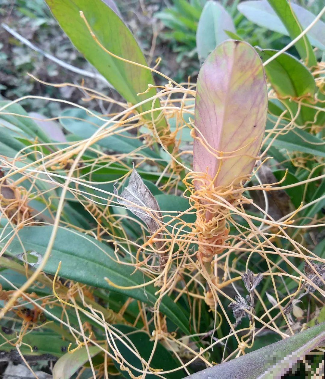 救命！入侵植物爬进院子，三年都杀不完！
