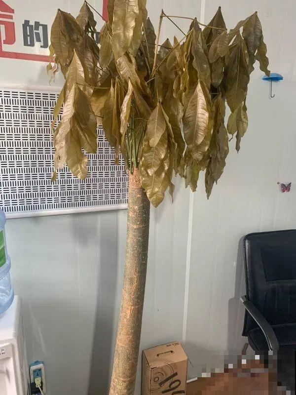 这些花快搬进室内，再不搬就晚啦！死翘翘！