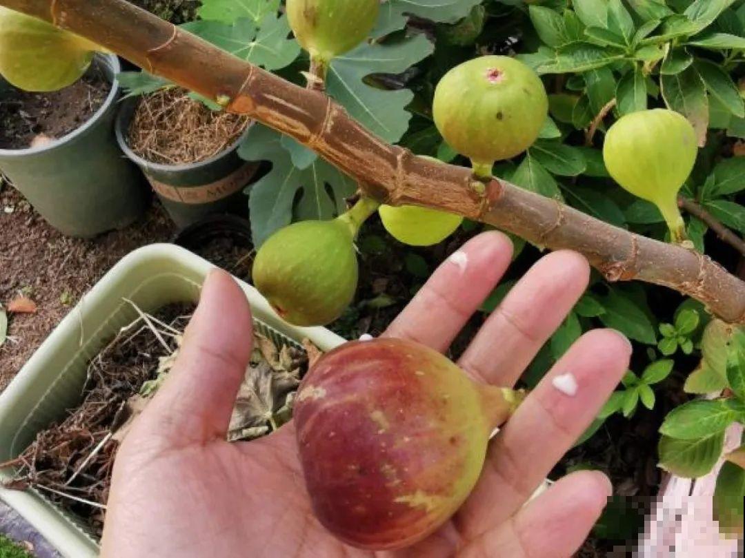 现在开始埋冬肥了,月季补一补,明年满枝爆花! 现在开始埋冬肥了,月季补一补,明年满枝爆花!