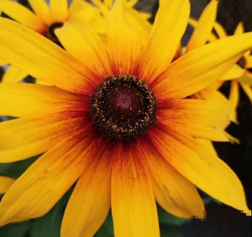 黑心菊特漂亮，院子里种一片黑心菊，太壮观！