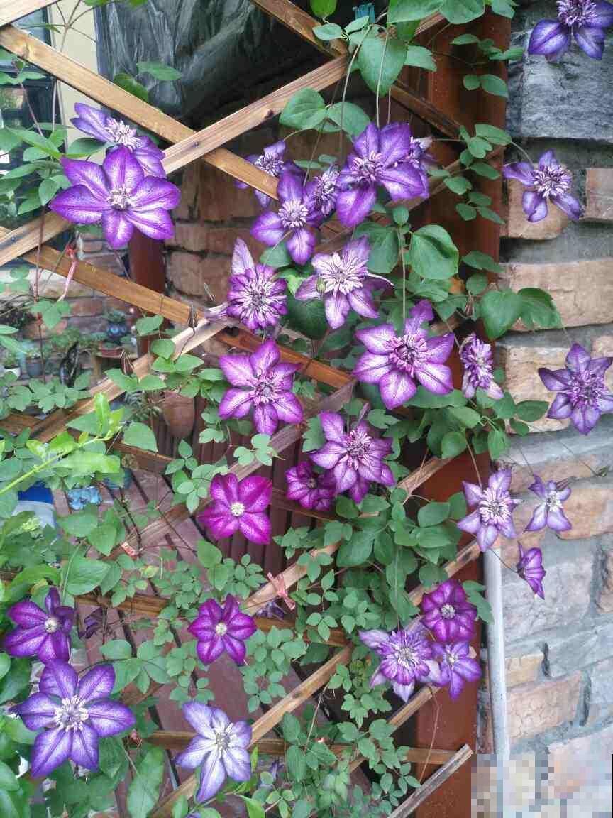 因为养花,我和家人大吵一架,怎么才能让他们接受? 因为养花,我和家人大吵一架,怎么才能让他们接受?