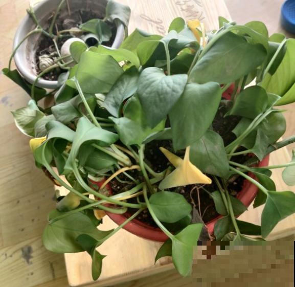 花容易“挂”不用急,多半是因为这3个问题,注意一点! 花容易“挂”不用急,多半是因为这3个问题,注意一点!