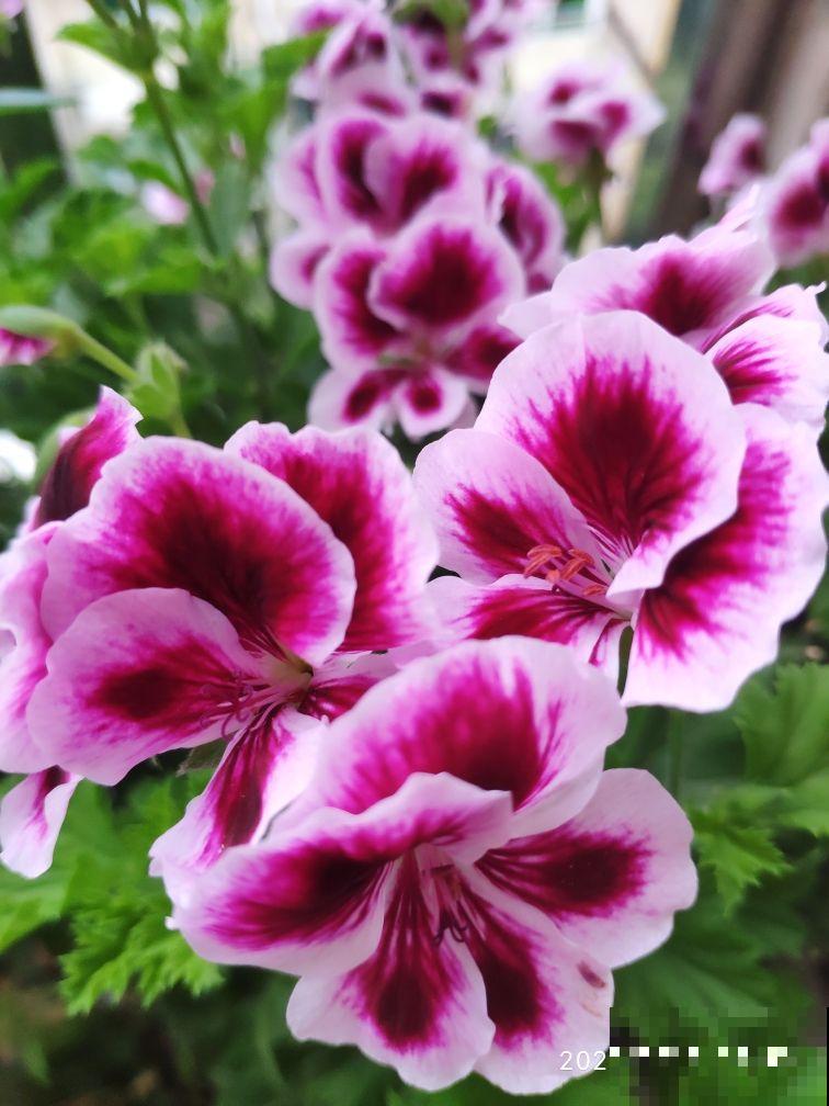 南北方养花有差别，要根据环境来养花，不能一概而论