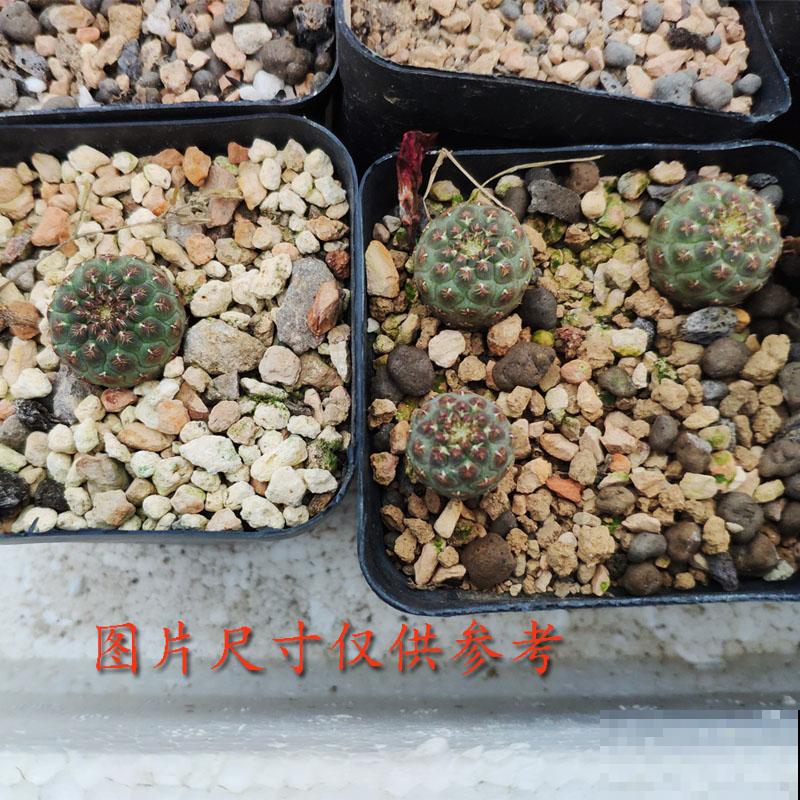 4种花不能朝叶子喷水，通风不好易烂叶，一定要注意