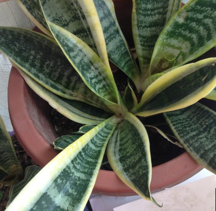 虎尾兰冬天很脆弱，肥水都少用，用多了就犯病！