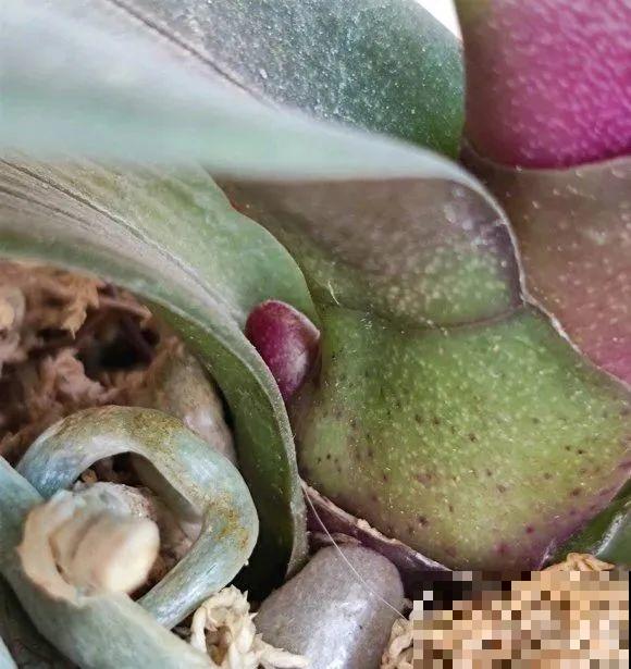 10月养花掐一掐,掐完就来花,盆都塞不下! 10月养花掐一掐,掐完就来花,盆都塞不下!