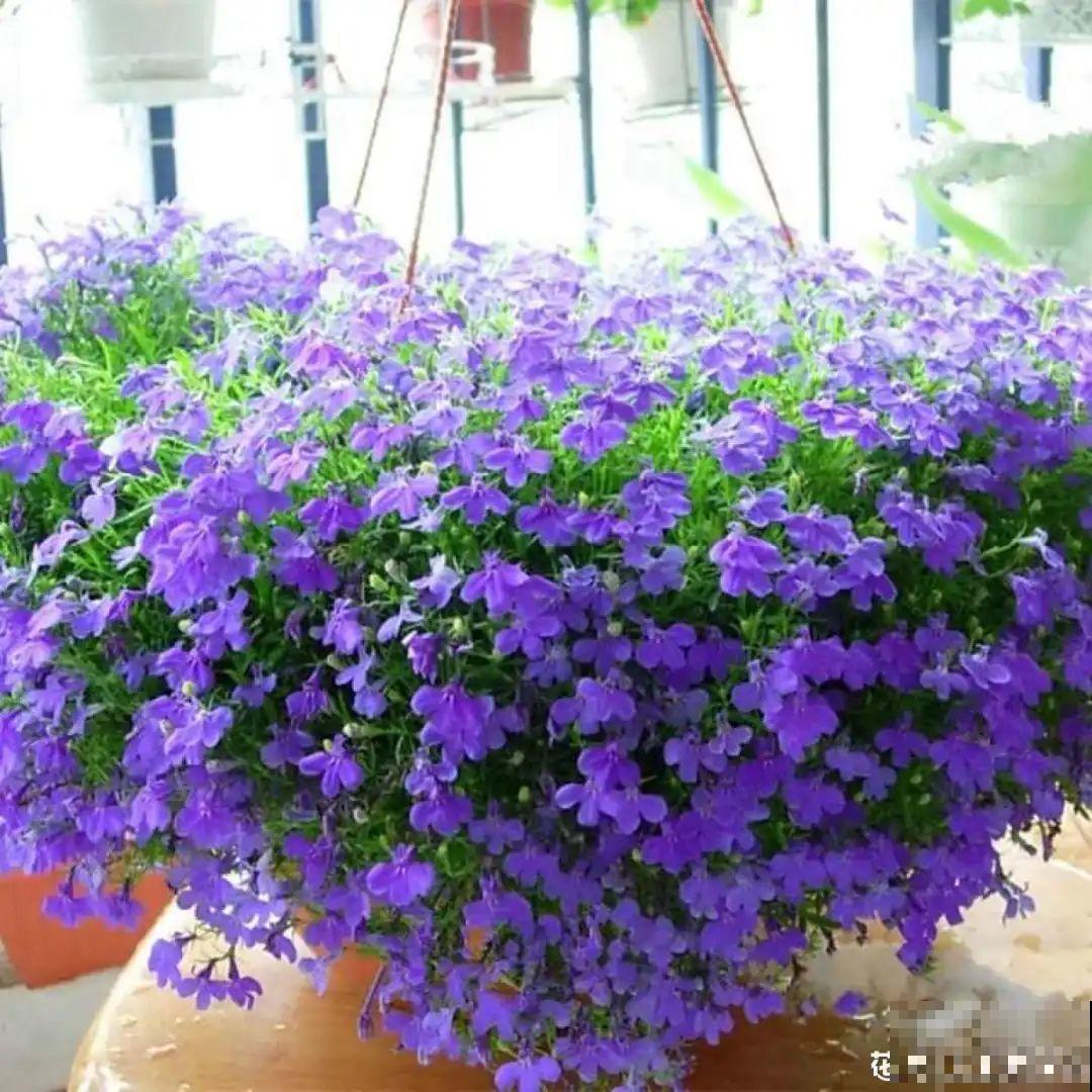 挂起来就能养的花,开花多不占地儿,家里能养100盆! 挂起来就能养的花,开花多不占地儿,家里能养100盆!