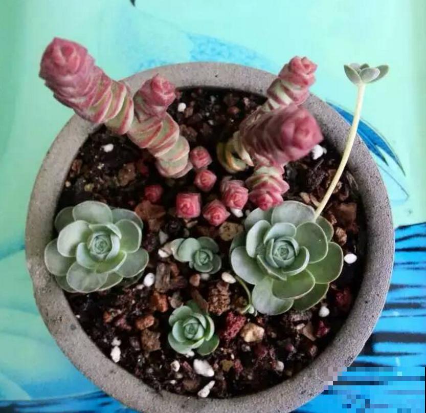 钱串秋天爱“犯病”，找准3个原因，钱串呼呼长！