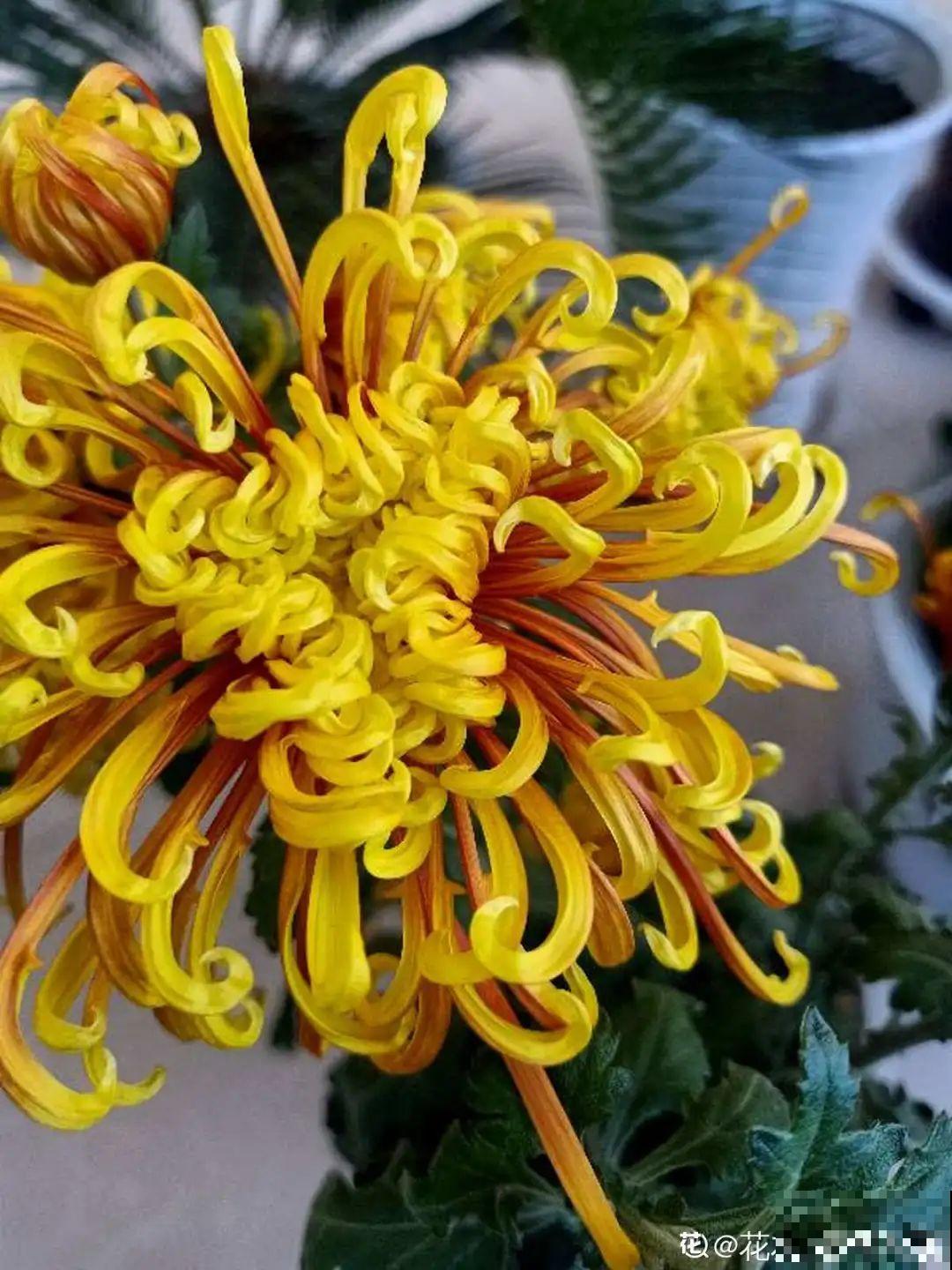 出生在几月份，最旺你的花就是它！