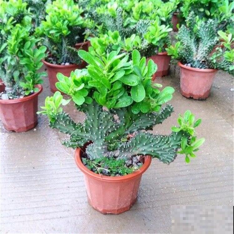 4种镇宅花，长得丑但是超有安全感，养在家里很安心