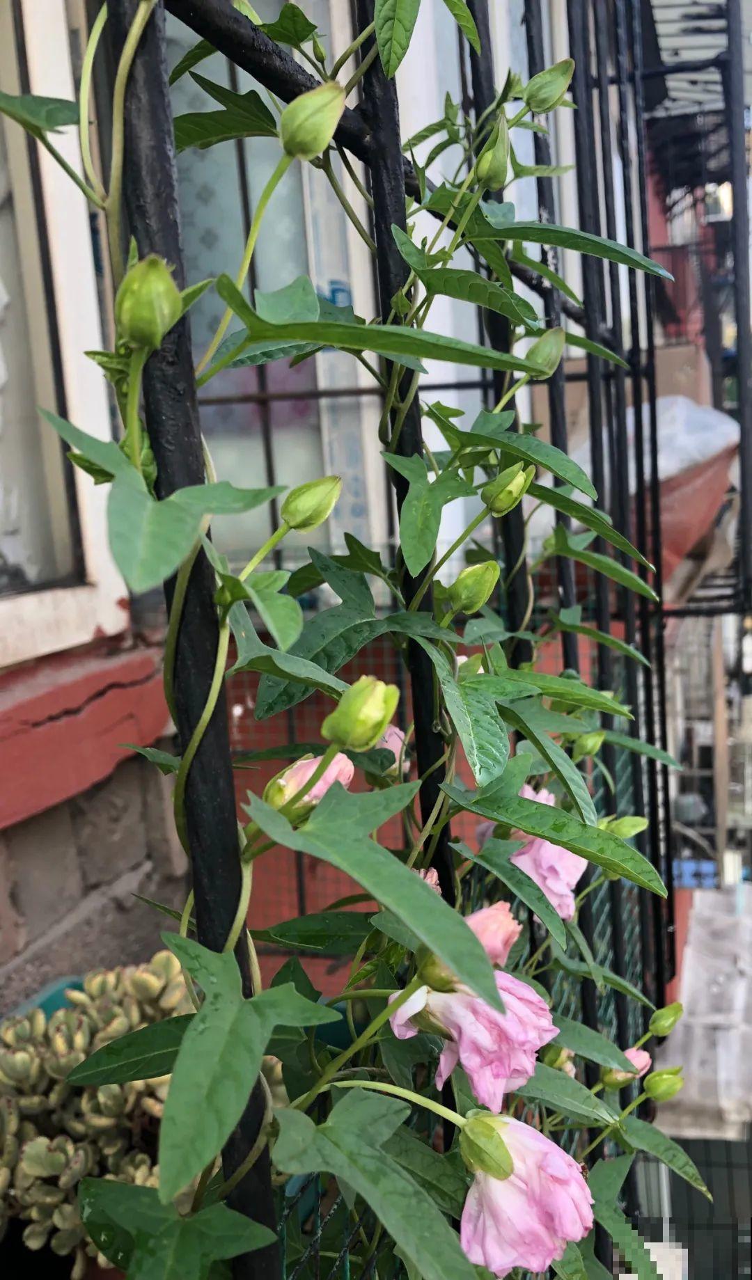 南方花友请注意，这几种花先别买，买回家就挂！