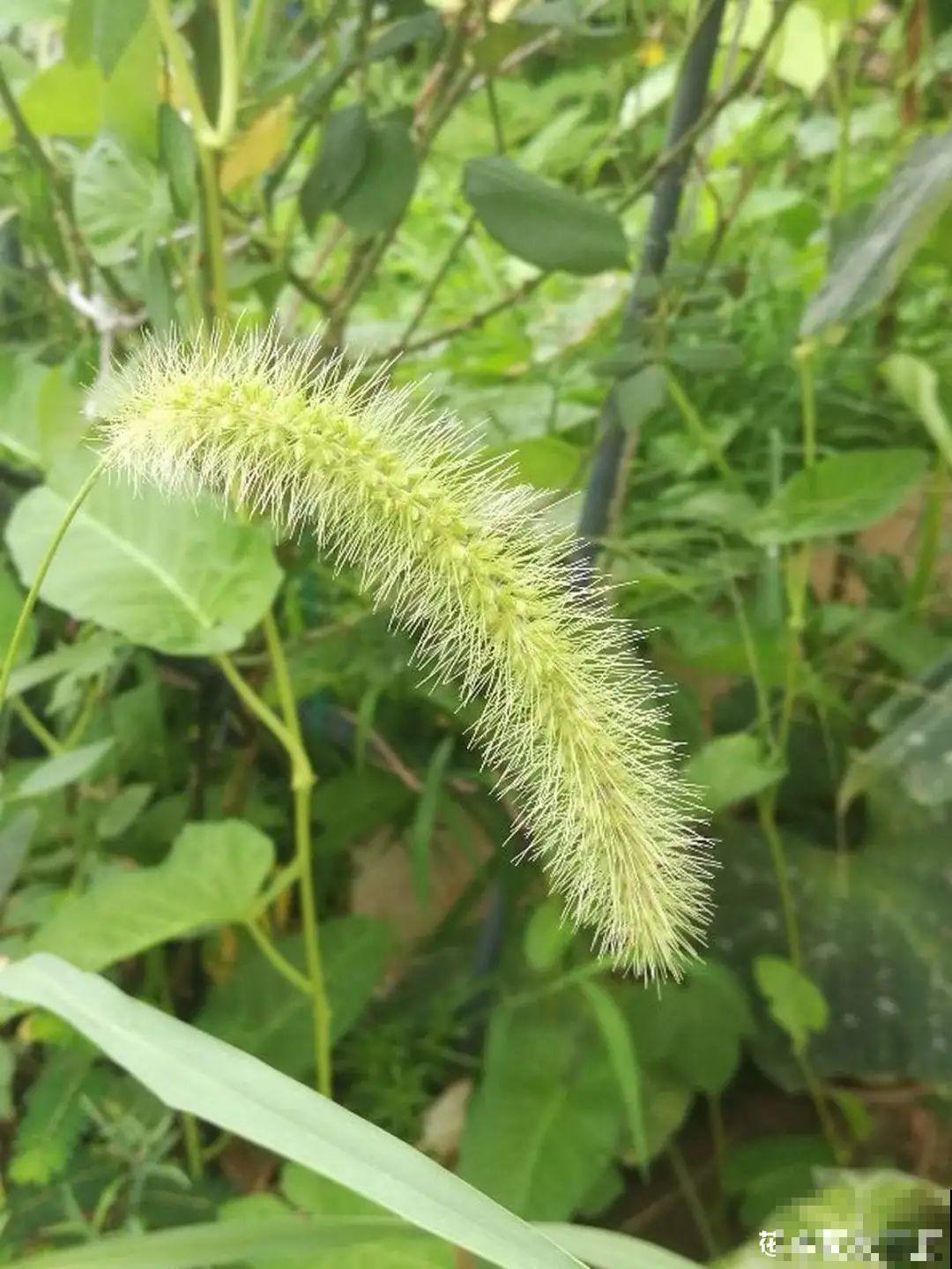 50种小时候常见的野草，现在几乎见不到了