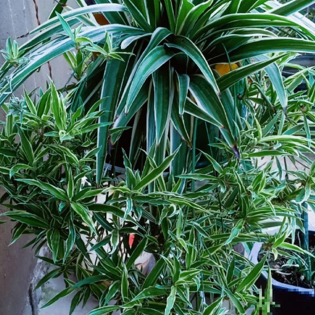 绿萝、吊兰变异了？这些品种，你未必都见过！