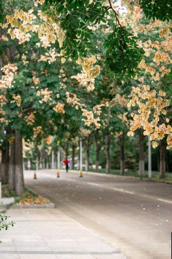 秋日开花多，美景拍下来，留住最美一刻