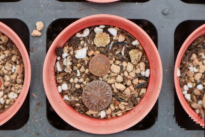 生石花蜕皮期特要紧，注意这3点，长成拳头大！